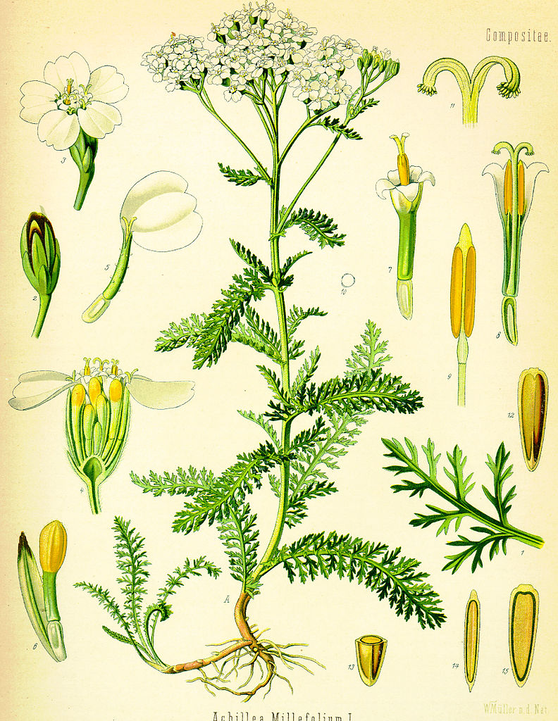 Achillea sommità fiorite* BIO-4977