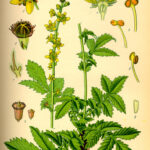Agrimonia sommità fiorite-4987