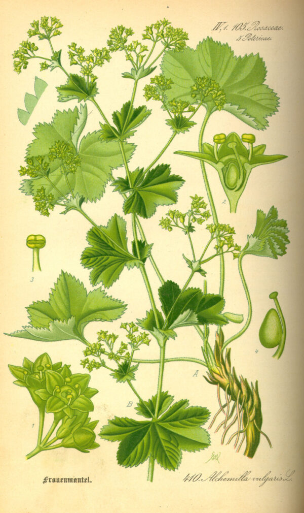 Alchemilla sommità fiorite RS*-4989