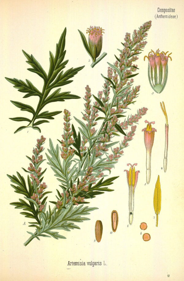 Artemisia vulgaris sommità fiorite BIO*-5011