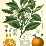 Arancio fiori BIO*-5009