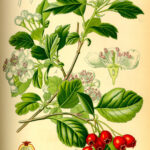 Biancospino foglie e fiori BIO*-5027