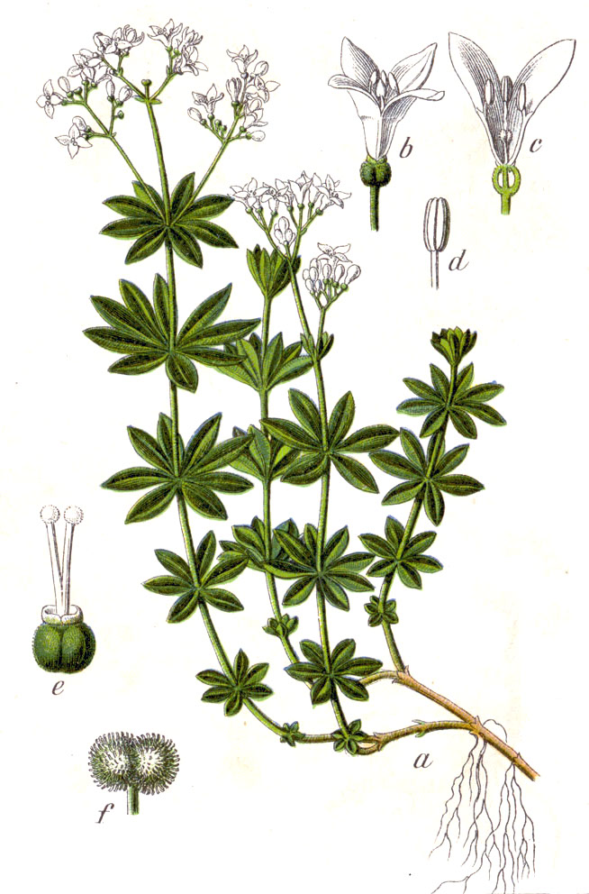 Asperula sommità-5013