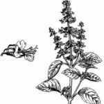 Basilico foglie BIO-5021