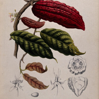 Cacao scorza tostata BIO-0