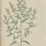 Dragoncello foglie (Estragone)-5213