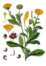 Calendula fiore BIO*-5109