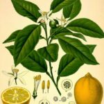 Limone scorze BIO-5322