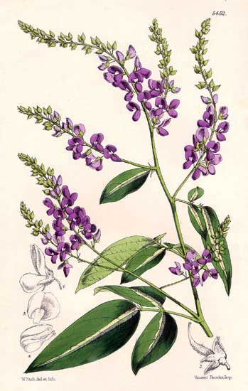 Desmodium foglie-5207