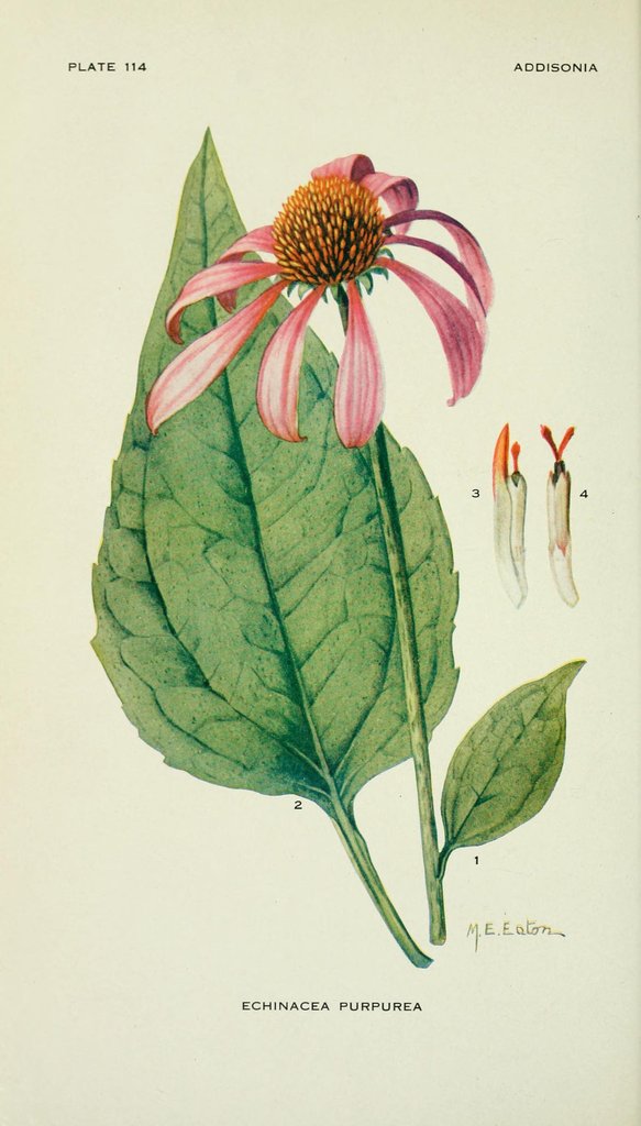 Echinacea radice BIO*-5215