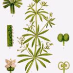 Galium aparine BIO*-5274
