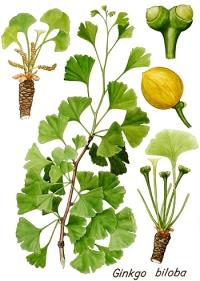 Ginkgo Biloba foglie BIO*-5582