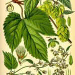 Luppolo fiori BIO*-5328