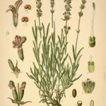 Lavanda fiori BIO*-5318