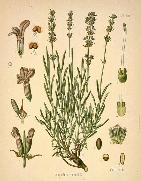 Lavanda fiori BIO*-5318