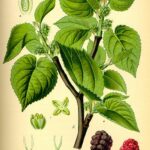 Gelso Nero foglie-5278
