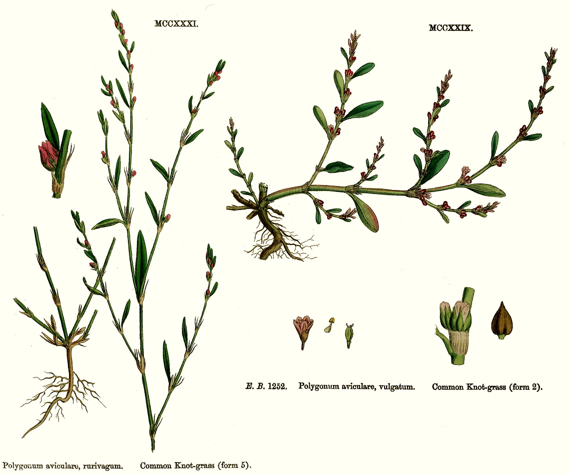 Centinodia parti aeree RS*-5146