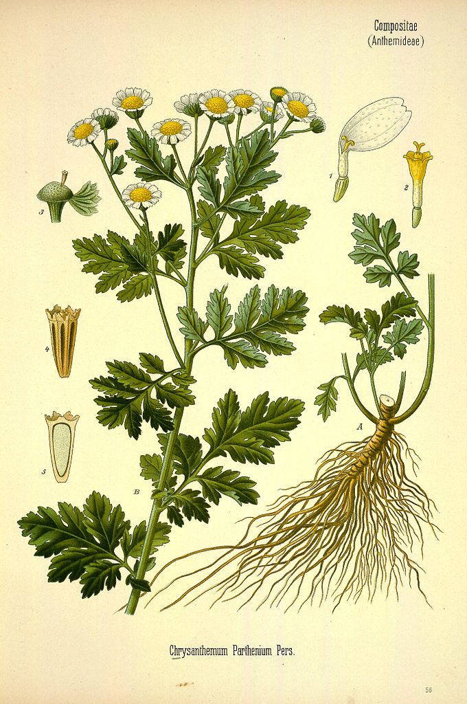 Chrysanthemum Partenio sommita'-5152