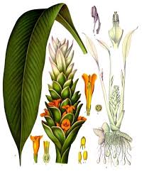 Curcuma rizoma taglio tisana BIO*-5525