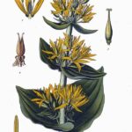 Genziana radice intera RS*-5579