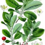 Mate erba (Yerba Mate) BIO* 100g-5386