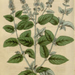 Menta piperita foglie BIO*-5389
