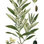 Olivo foglie BIO*-5401