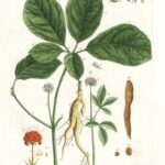 Ginseng radice polvere-5585