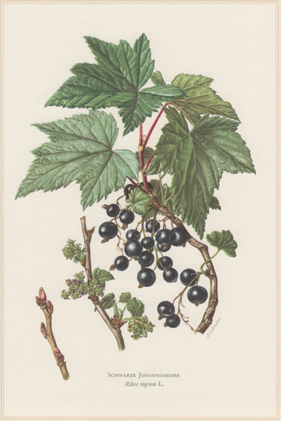 Ribes nero foglie*-5693