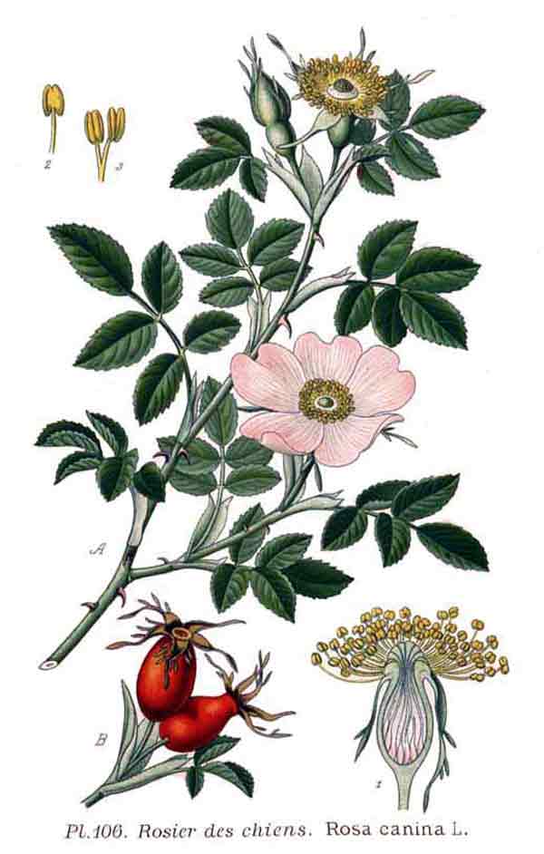 Rosa Canina cinorrodi RS*-5700