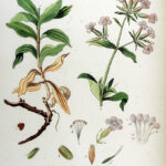 Saponaria radice-5728