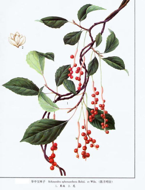 Schisandra frutti-5730