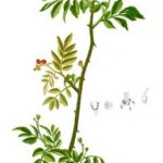 Pepe Sichuan grani interi-5452