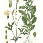 Verbena officinale foglie*-5830