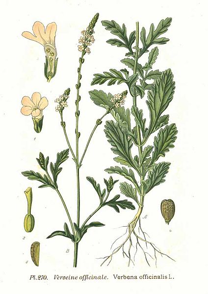 Verbena officinale foglie*-5830