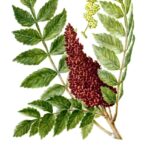 Sumac frutti polvere (sommacco) -7460