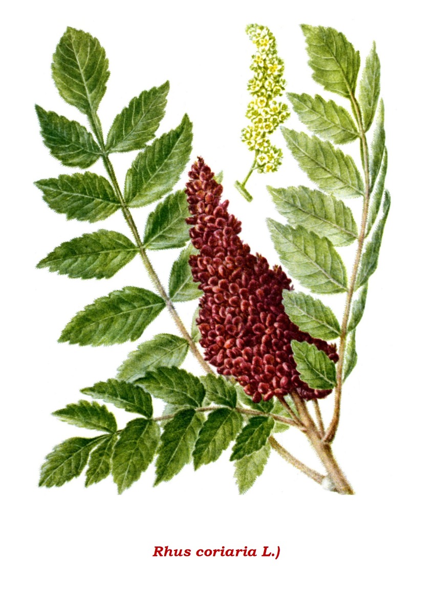 Sumac frutti polvere (sommacco) -7460